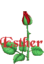 gj-estherbloomingrosered.gif